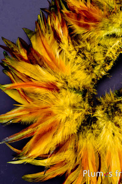 Fringe haan - veerlengte 10-15 cm - wilde salie